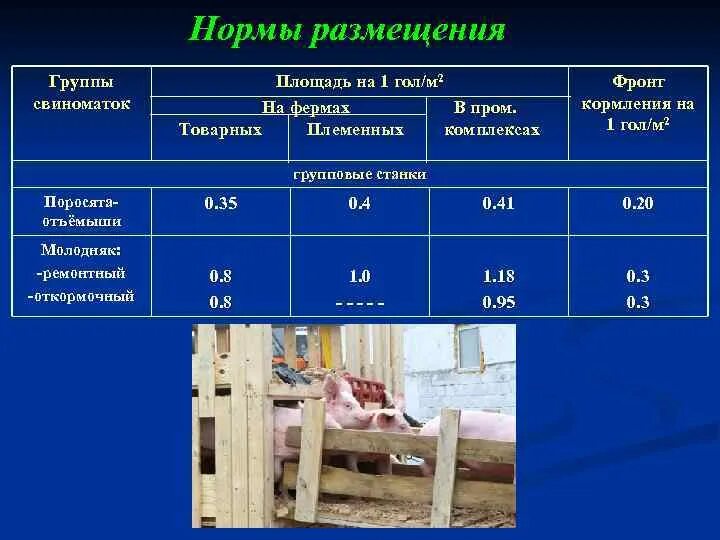 Нормы содержания свиней. Санитарные нормы содержания животных. Нормы площади для КРС. Нормы микроклимата для КРС. Нормы площади школы