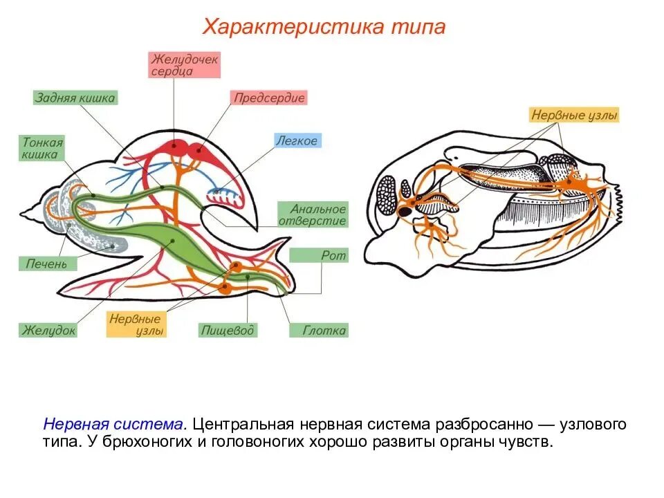 Какие органы дыхания характерны для наземных моллюсков. Строение нервной системы моллюсков. Тип моллюски нервная система брюхоногих. Тип нервной системы у брюхоногих. Нервная система брюхоногих моллюсков Тип.