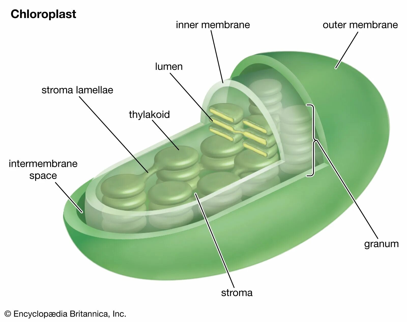 В состав хлоропласта входит. Хлоропластов строение хлоропластов. Строение клетки хлоропласты. Строение хлоропласта Строма. Строение хлоропласта Ламелла.