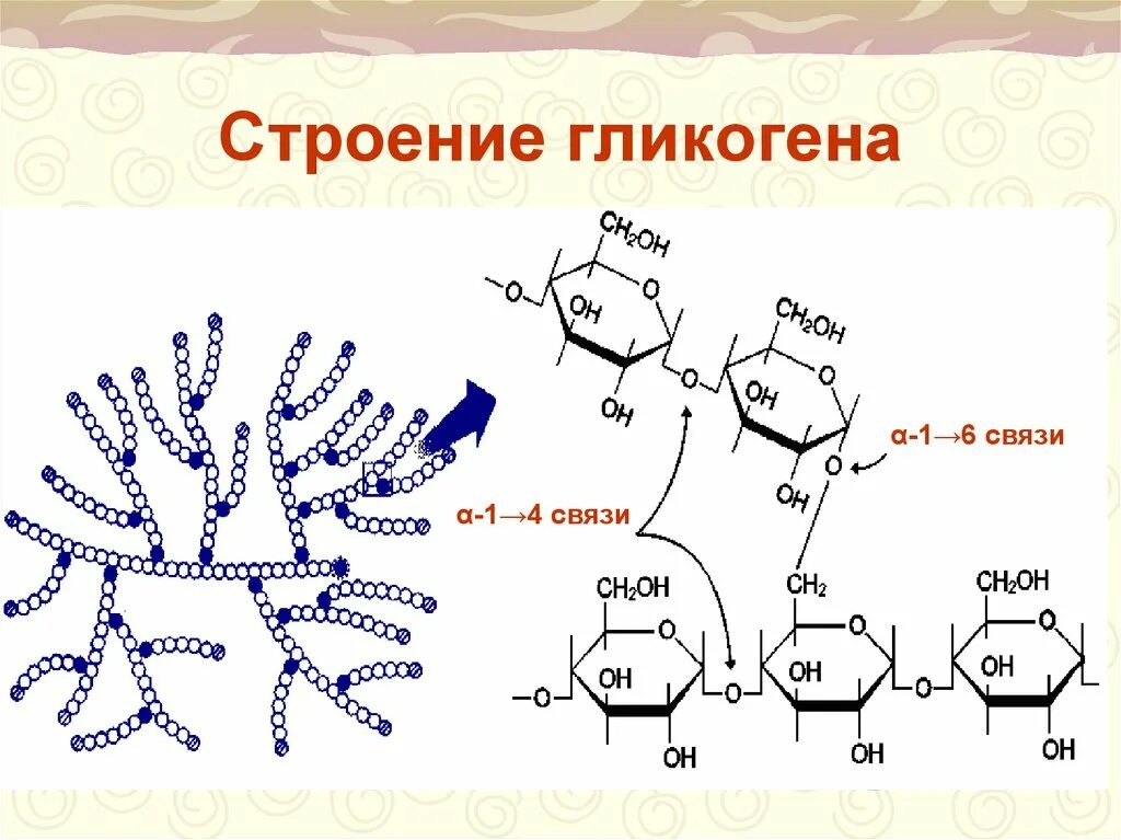 Гликоген строение молекулы. Строение гликогена биохимия. Гликоген формула и структура. Химическая структура гликогена. Участвует в превращении глюкозы в гликоген