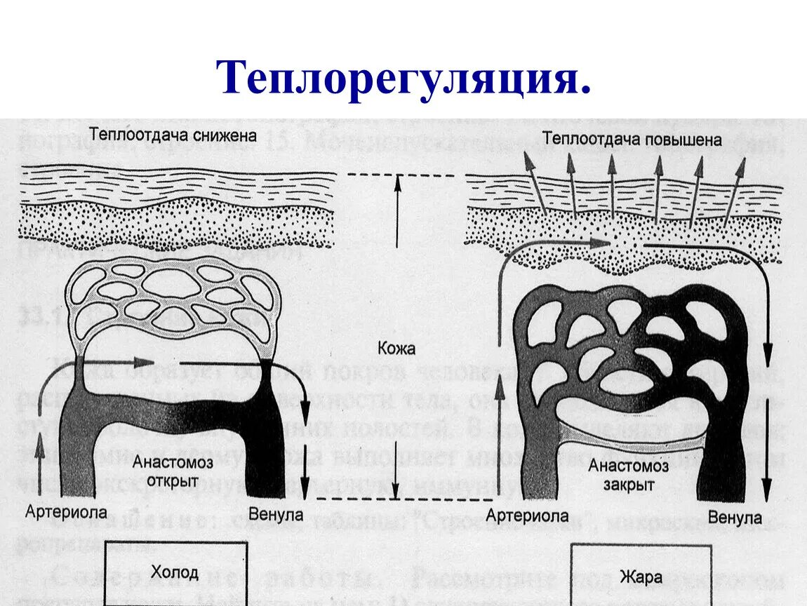 Структуры организма участвующие в терморегуляции. Схема терморегуляции человека. Структуры кожи участвующие в теплорегуляции. Терморегуляция структура. Регуляция температуры кожей