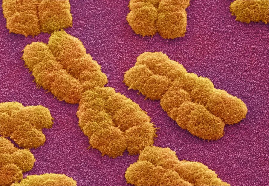 chromosome Cell biology, Chromosome, Teaching biology