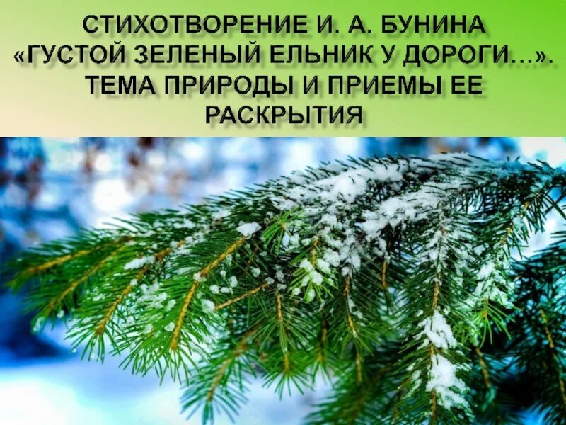 Густой зелёный ельник у дороги. Густой ельник у дороги Бунин. Бунин густой зеленый ельник. Стихотворение густой зеленый.