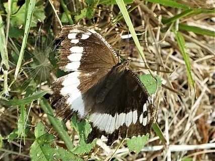Papillons noirs