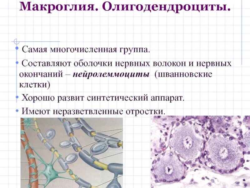 Глиоциты образующие оболочки нервных волокон цнс. Олигодендроциты строение. олигодендроциты и шванновские клетки. олигодендроглиоциты строение. олигодендроциты это клетки.