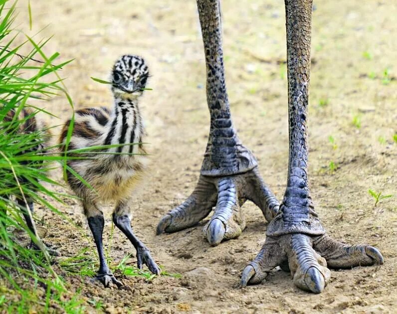 Сколько ног у птицы. Африканский страус лапы. Лапы птиц.
