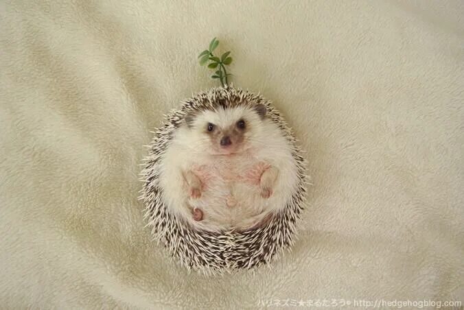 Уставший ежик. Еж марутаро. Еж устал. Ежик в траве. Толстый еж.