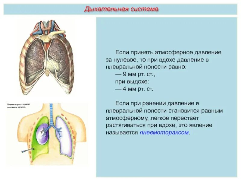 Полость равный