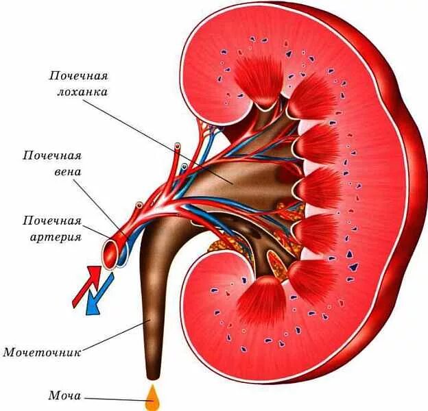 Строение почки анатомия Синельников. Почечная ножка анатомия. Почечный синус анатомия. Строение почки человека рисунок.
