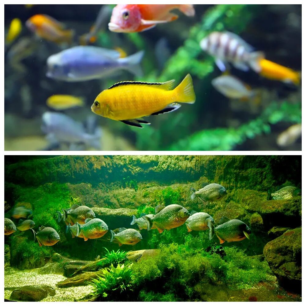 Какие рыбы бывают в аквариуме. Аквариумные рыбки хищники. рыбы в аквариуме. хищные рыбы для аквариума. не хищные аквариумные рыбки.