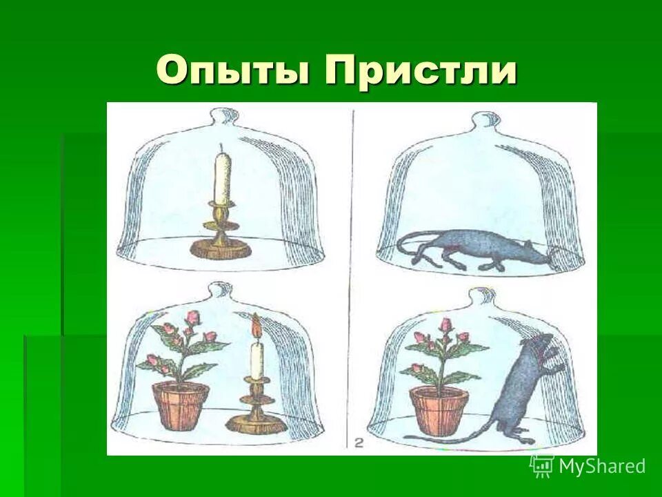 Опыт пристли. Опыт джозефа пристли. Опыт джозефа пристли. Опыт пристли фотосинтез. Опыт джозефа пристли.