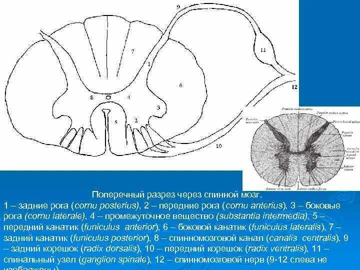 Поперечный разрез спинного мозга боковые рога. Cornu anterius спинного мозга. Спинной мозг передние рога канатики. Передний задний и боковой канатики спинного мозга.
