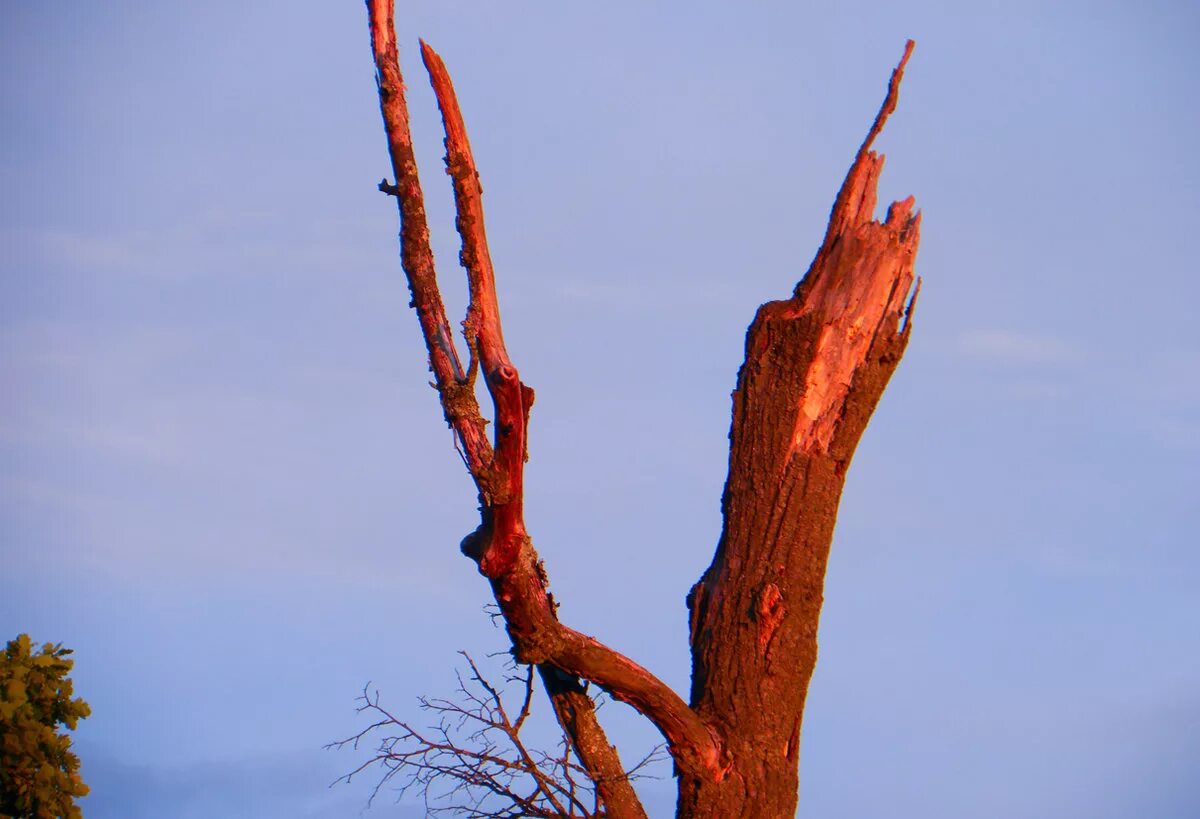 сухое дерево в пустыне. высушенное русло реки, пустыня сонора, мексика. жаркая пустыня. сухие деревья на земле. дерево в пустыне.