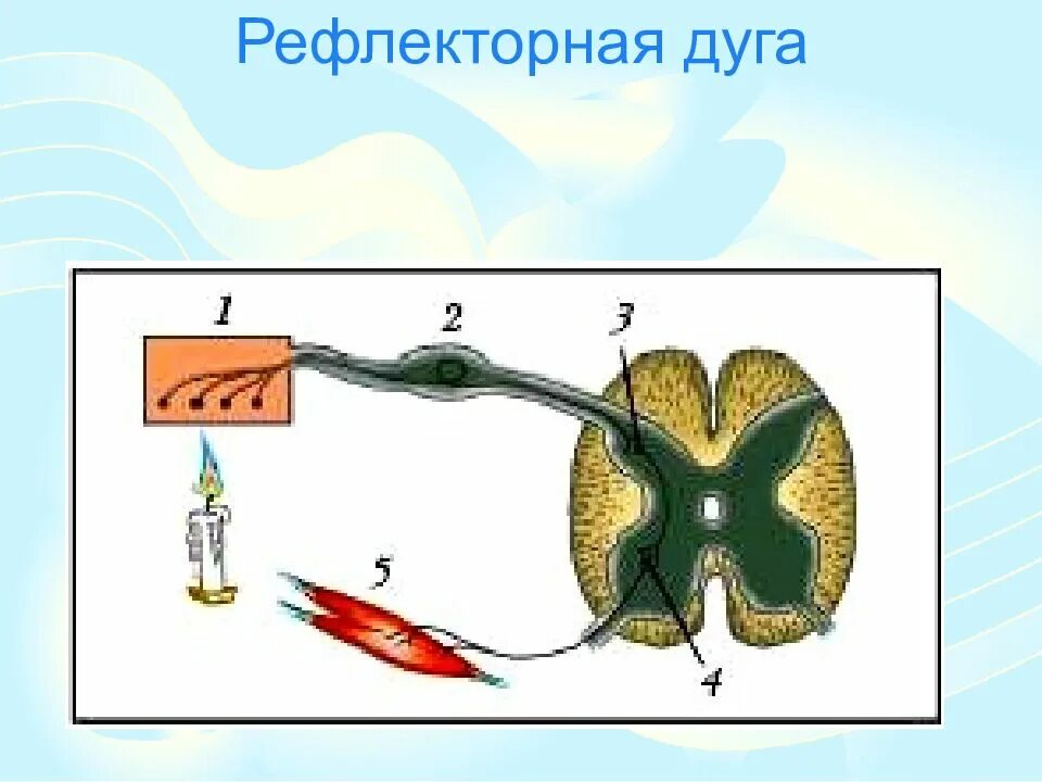 Рефлекс отдергивания руки от горячего. Начертите схему рефлекторной дуги отдергивания руки. Схема рефлекторной дуги отдергивания руки от горячего. Рис 78 соматический безусловный рефлекс. Соматический безусловный рефлекс отдергивания руки.