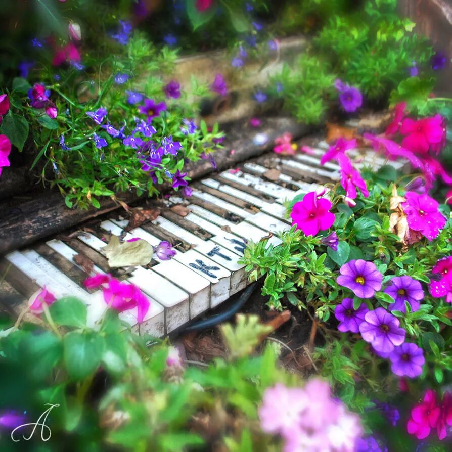 Фортепиано на природе. Пианино на природе. Цветы на рояле. Рояль на природе. Flower melody