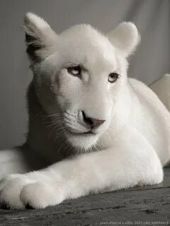 Белый лев с голубыми глазами