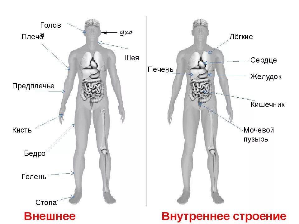 Где находится картинки. Строение человека плечо предплечье голень бедро. Тело человека органы 4 класс ВПР. Части тела человека ВПР 4 класс. Схема строения человека ВПР.