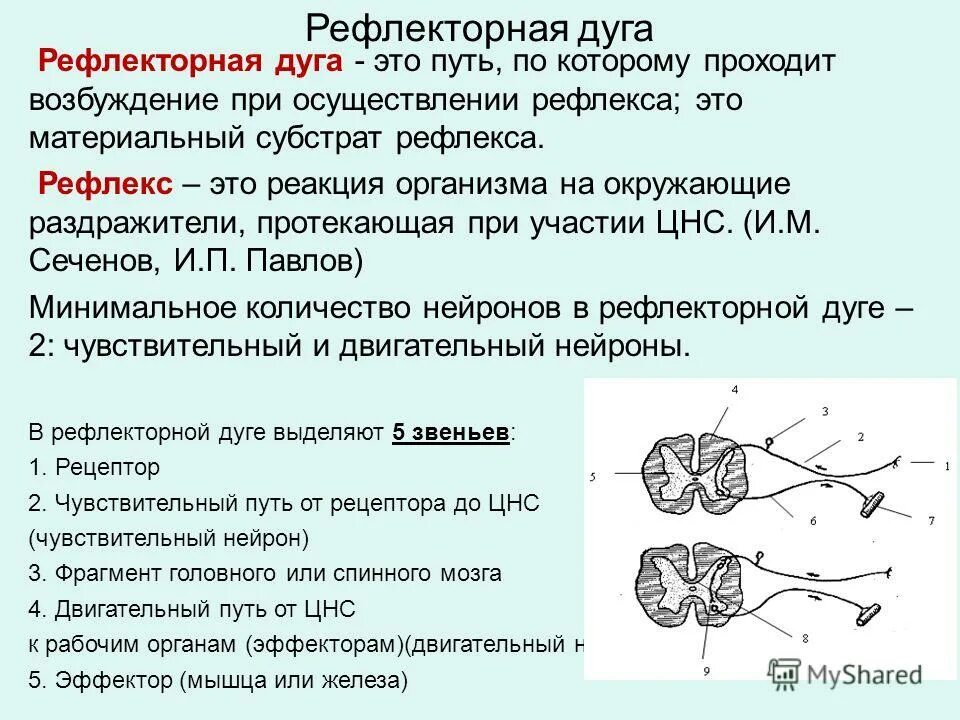 дайте понятие рефлекса