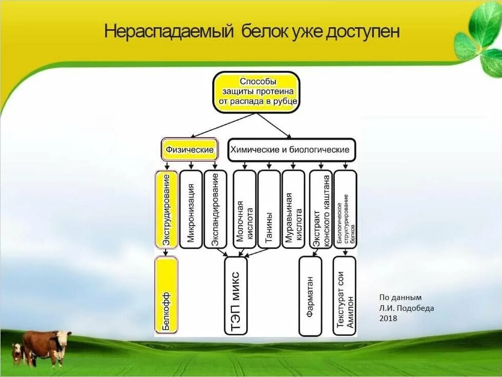 Какие основные способы подготовки кормов. Схема классификации кормов. Протеин в кормах для животных. Белки в кормах для животных. Корма животного происхождения классификация.