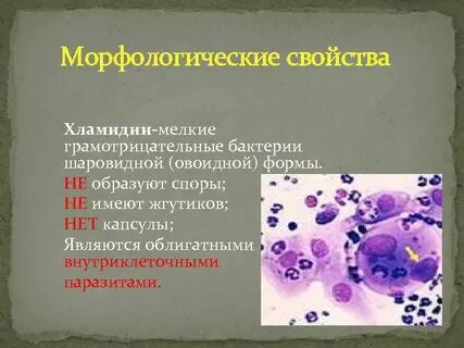 Морфология хламидий