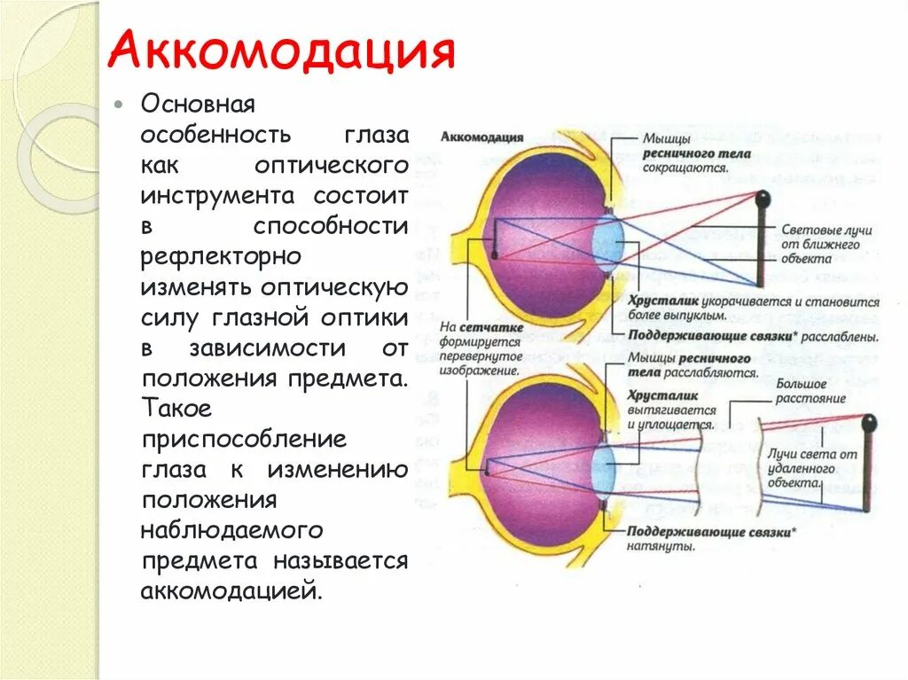 Развитие аккомодации. Аккомодативный аппарат глаза механизм аккомодации. Механизм развития аккомодации. Схема аккомодации хрусталика. Физиологические механизмы аккомодации глаза кратко.