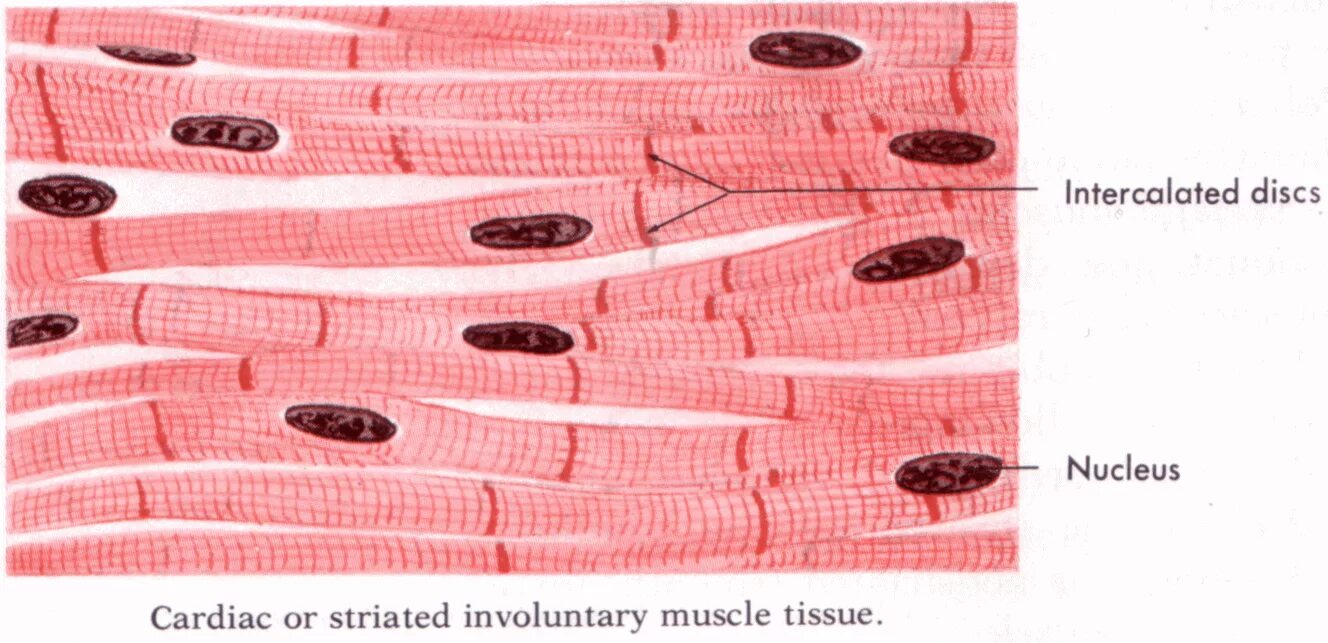 Поперечнополосатая мышечная ткань сердца. Поперечнополосатая мышца гистология. Поперечно полосатая ткань гистология. Поперечнополосатая Скелетная мышечная ткань гистология. Поперечно-полосатая сердечная мышечная ткань гистология.