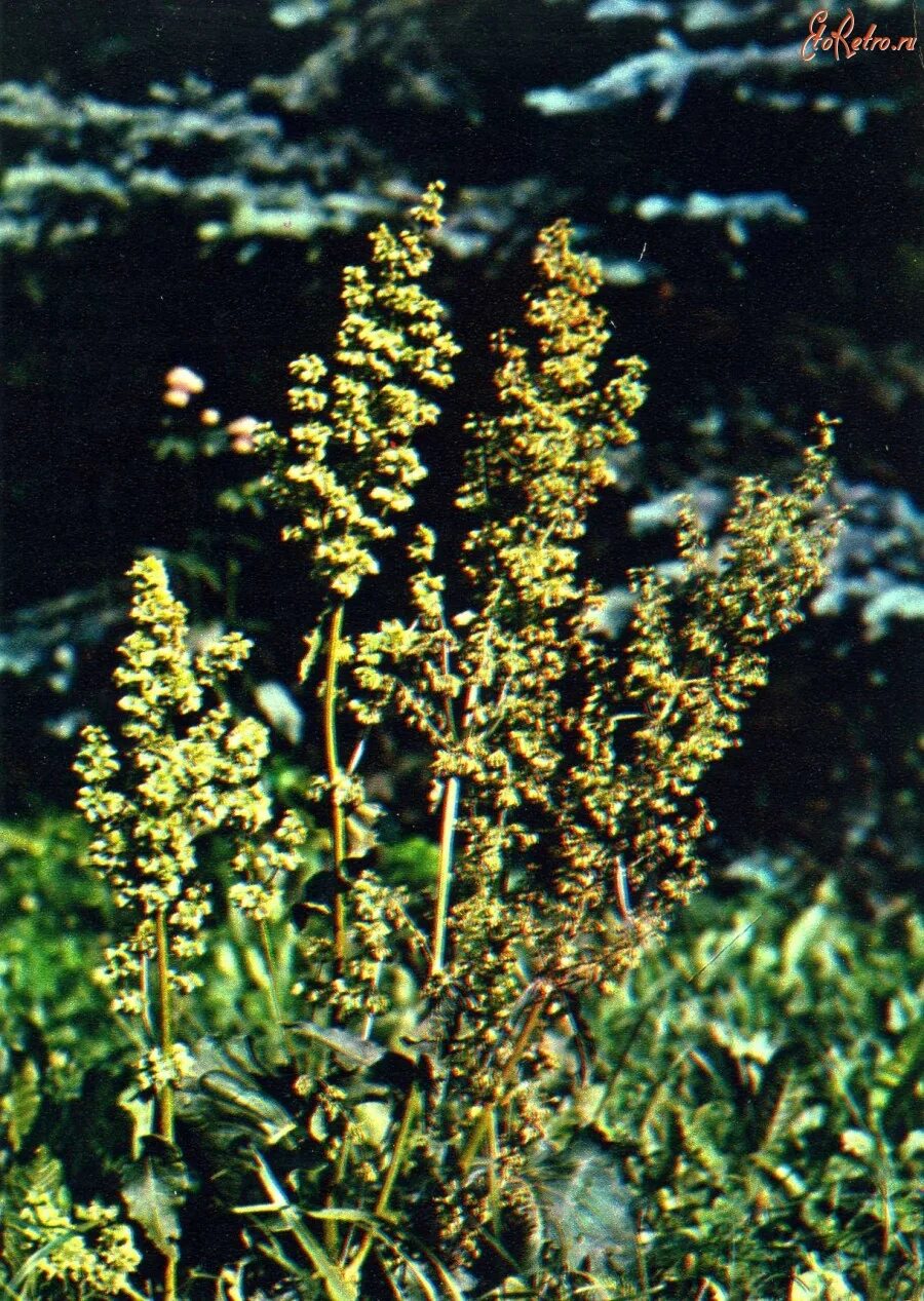 Конский щавель аптека. Конский щавель аптека. Щавель конский (rumex confertus). Щавель обыкновенный. Щавель богатырь.