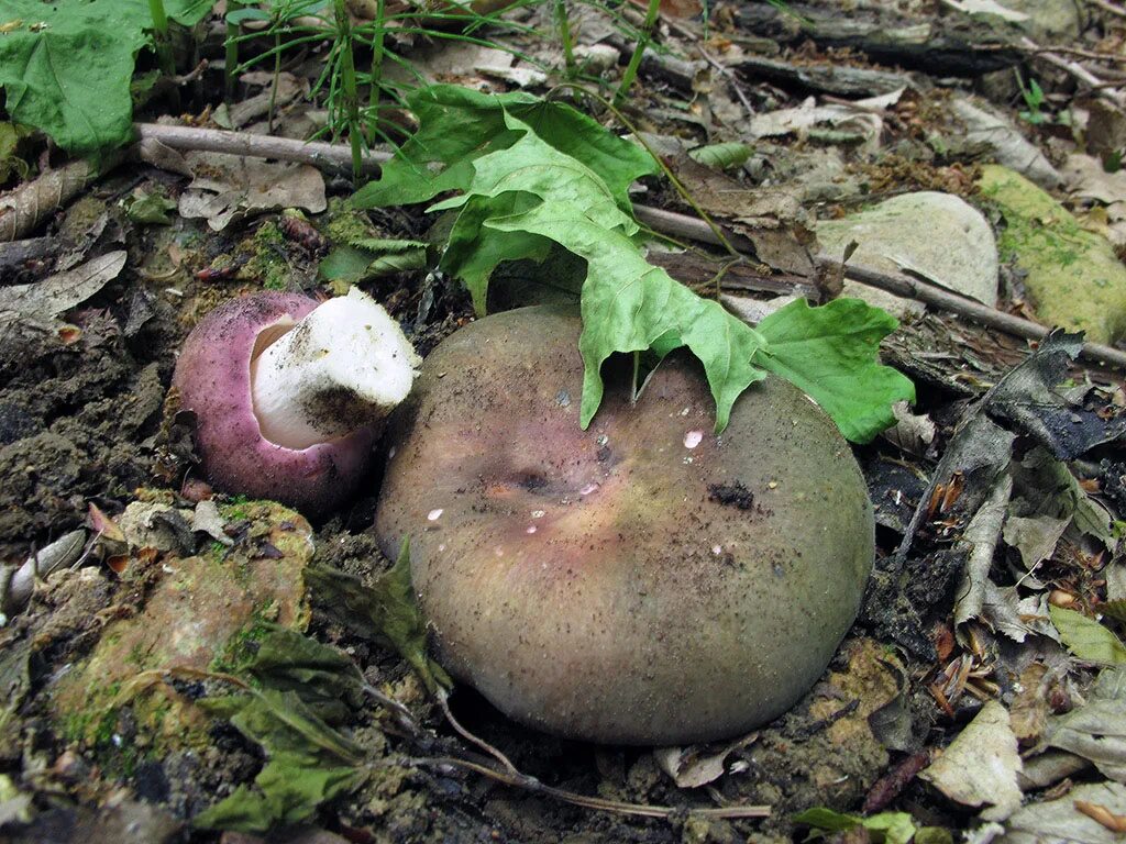 Синеют ли сыроежки. Гриб russula cyanoxantha. гриб синюха. сыроежки. сыроежка синеющая.