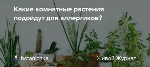 Растения на которые аллергия