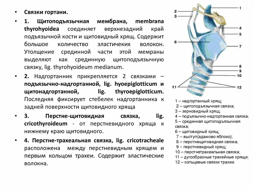 Укажите хрящи гортани. Перстневидный хрящ анатомия гортани. Щитовидная железа и перстневидный хрящ. Надгортанник и щитовидный хрящ. Связки перстневидного хряща.