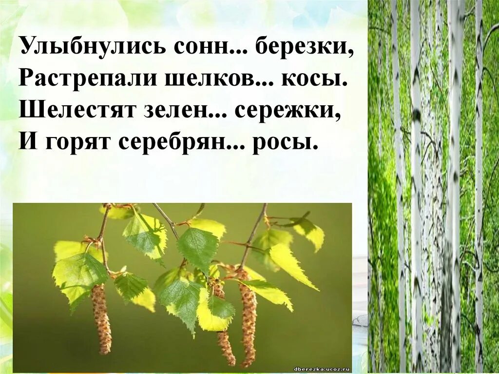 Березки растрепали