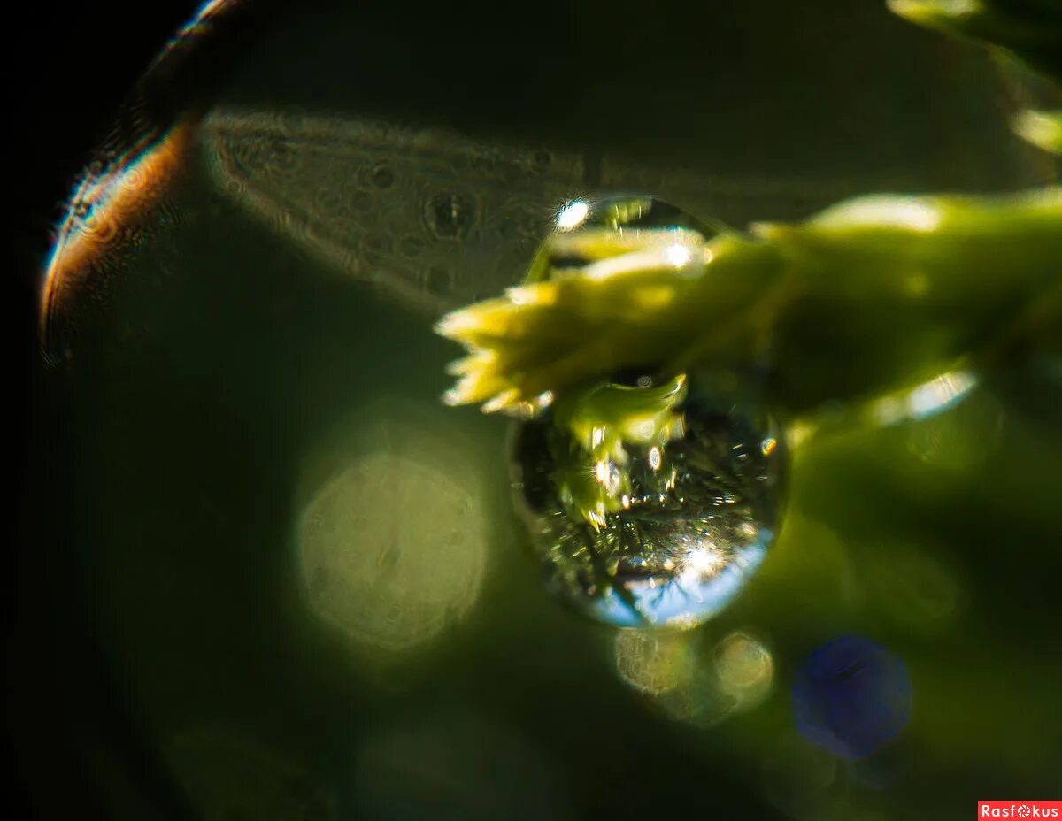 Микромир спектакль. Тело бабочки под микроскопом. Осенние краски макромир. Микромир бактерии и вирусы. Микромир спектакль.