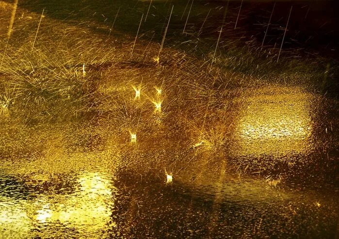 Золотой ливень. Дождь из золота. Золотистый дождь. Золотой дождь картинки.