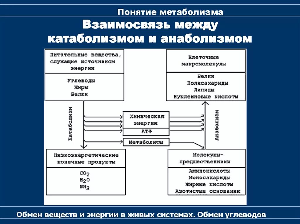 Отношения между ооо. Соотношение анаболизма и катаболизма. Взаимосвязь анаболизма и катаболизма схема. Взаимосвязь процессов катаболизма и анаболизма.. Взаимосвязь анаболических и катаболических процессов.