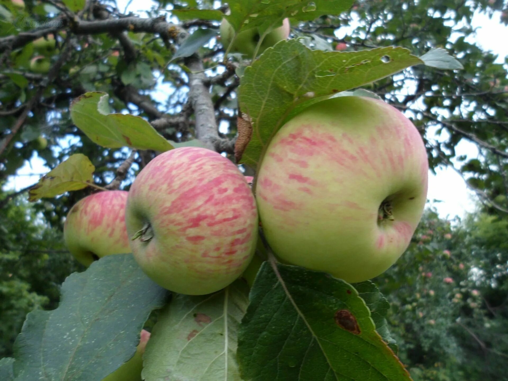 The lone Red Spy apple tree at Hackett’s Orchard in South Hero, Vermont Apple, E
