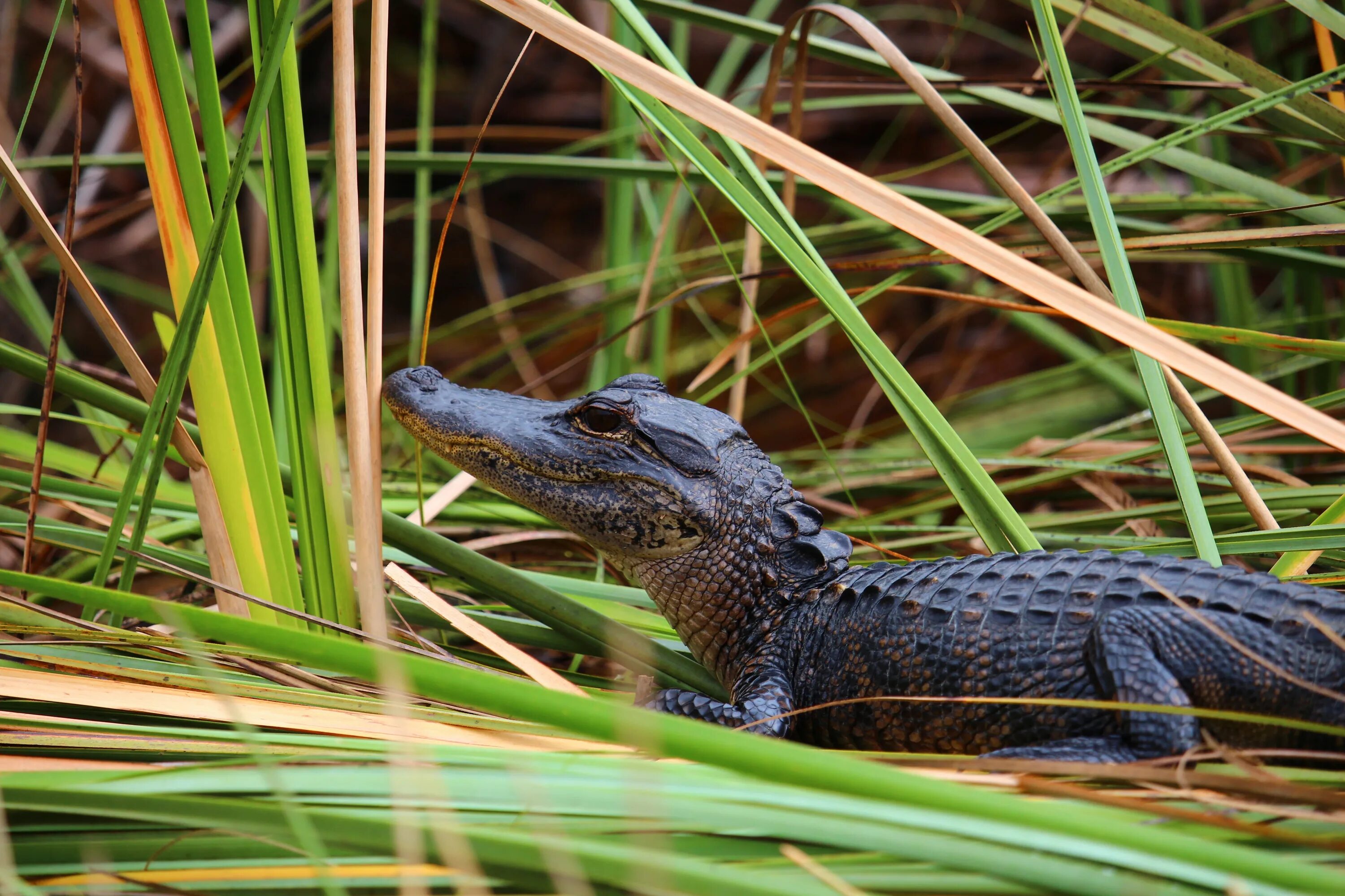 Эверглейдс Аллигаторы. Everglades Аллигатор. Флоридский Аллигатор. Флорида болота Аллигаторы. Змеи относятся к отряду черепахи чешуйчатые крокодилы