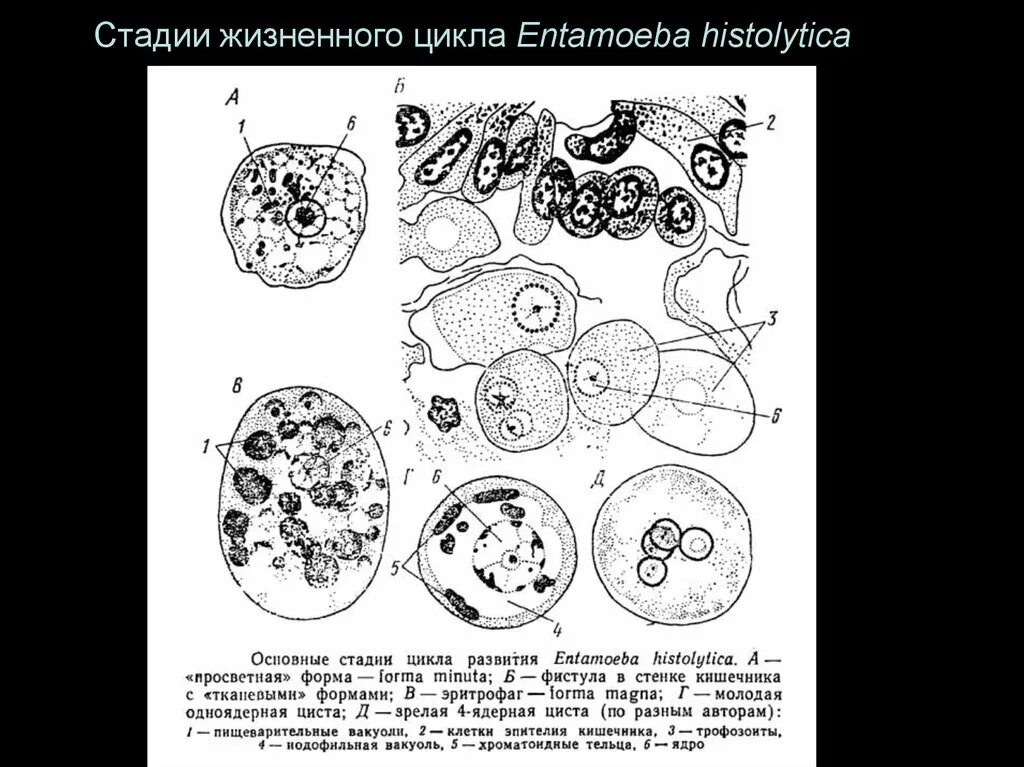 Entamoeba histolytica циста. Дизентерийная амеба (Entamoeba histolytica). Стадии жизненного цикла дизентерийной амебы. Просветная форма дизентерийной амебы. Жизненные формы амебы