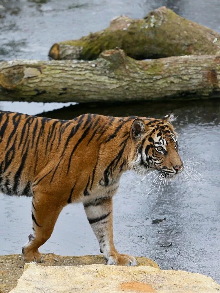 Tigers are the largest