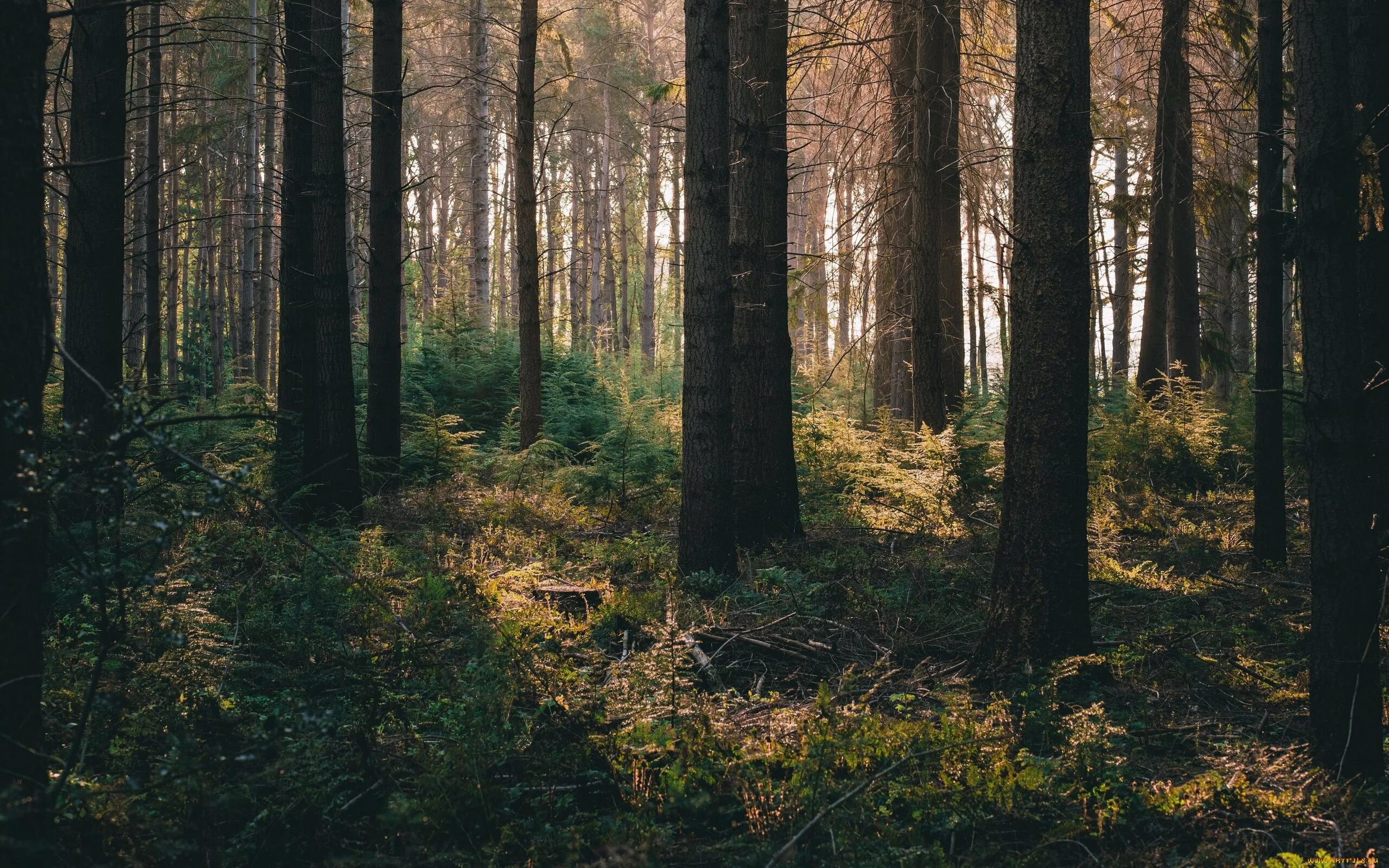 Четвертый лес. Атмосферный лес. Хвойный лес. Обои на рабочий стол лес. Четвертый лес.