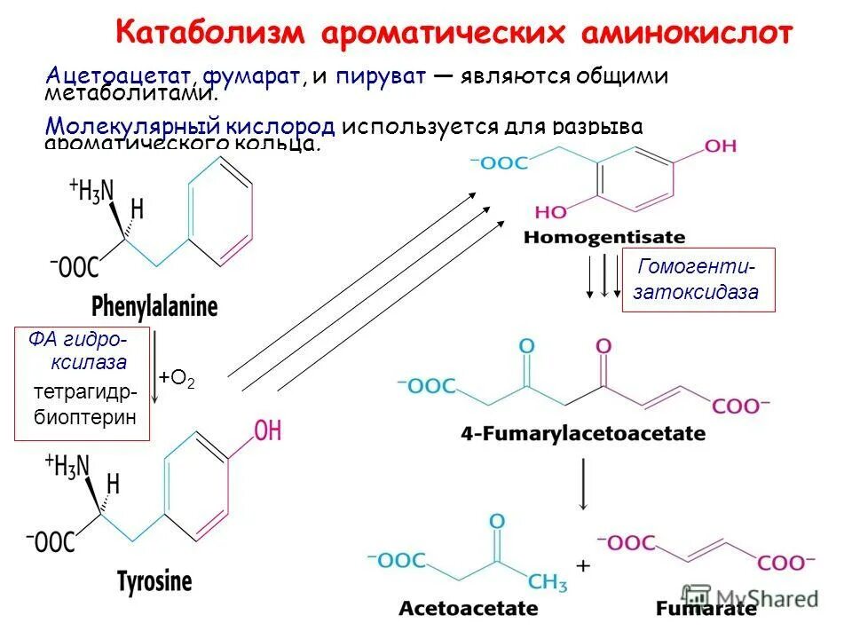 общие пути катаболизма аминокислот