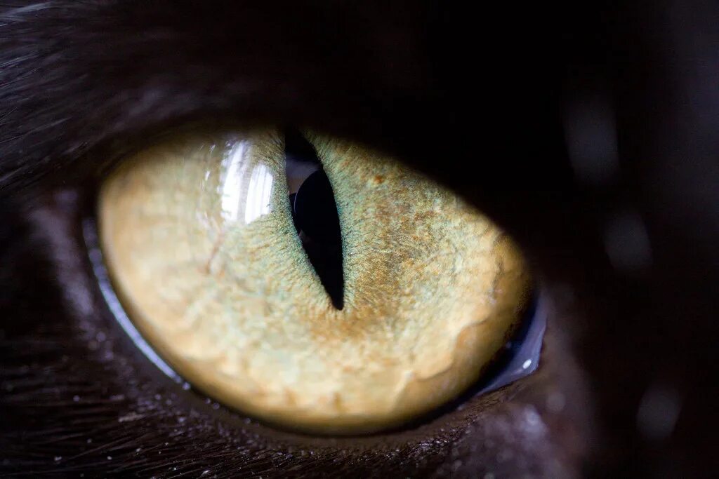 зрачок глаза строение. формы зрачков. зрачок кошки. удивительные глаза животных. кошачий глаз.