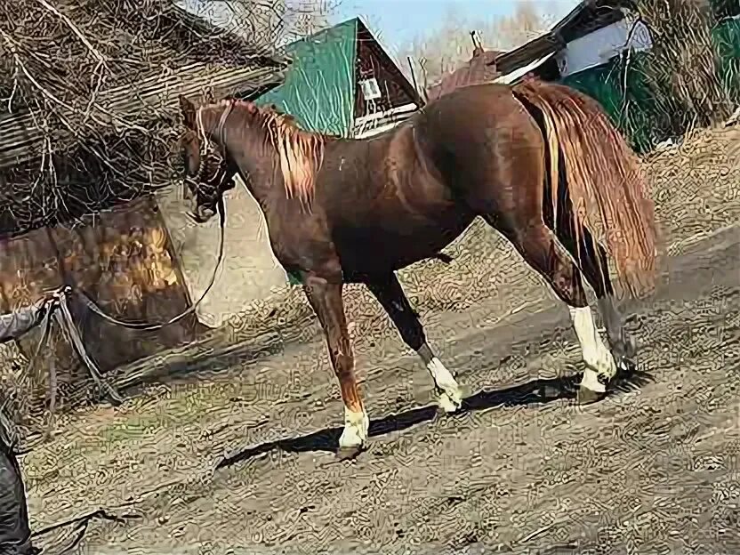 Авито алтайский край кони. Лошади Алтайский край. Авито лошади. Лошади Алтайский край авито. Продажа лошадей Алтайская.