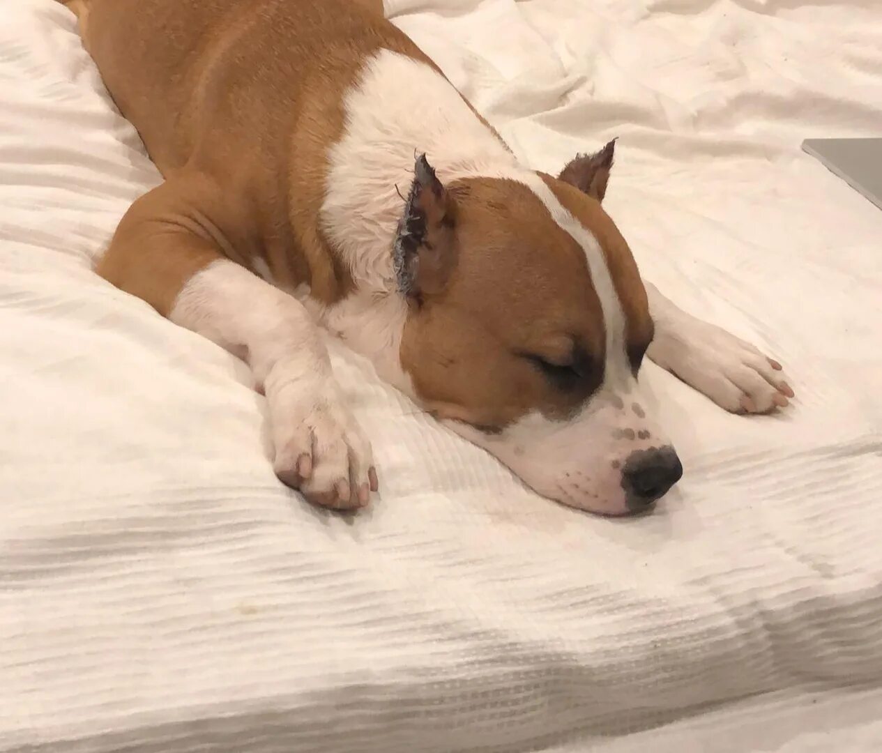 Стаффордширский терьер уши купированные. Show crop амстафф. Стаффордширский терьер уши купированные. Американский стаффордширский терьер. Купирование ушей стаффордширского терьера.