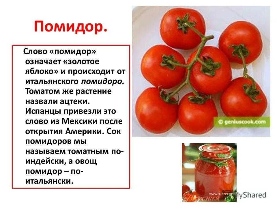 Помидоры помидоры песня сектор газа. Помидор для презентации. Томат для презентации. О помидорах кратко. Интересные сведения о помидоре.