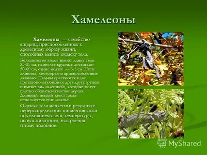 Хамелеон 3 класс