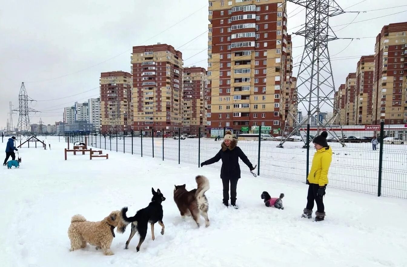 Где в москве можно с собаками. Собачья площадка. Площадка для собак. Площадки для прогулки с собаками. Собачья площадка в Москве.