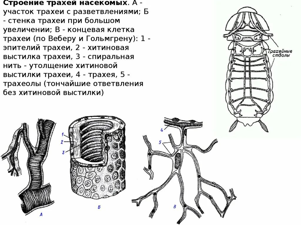 Трахейная система насекомых. Трахейная система насекомых