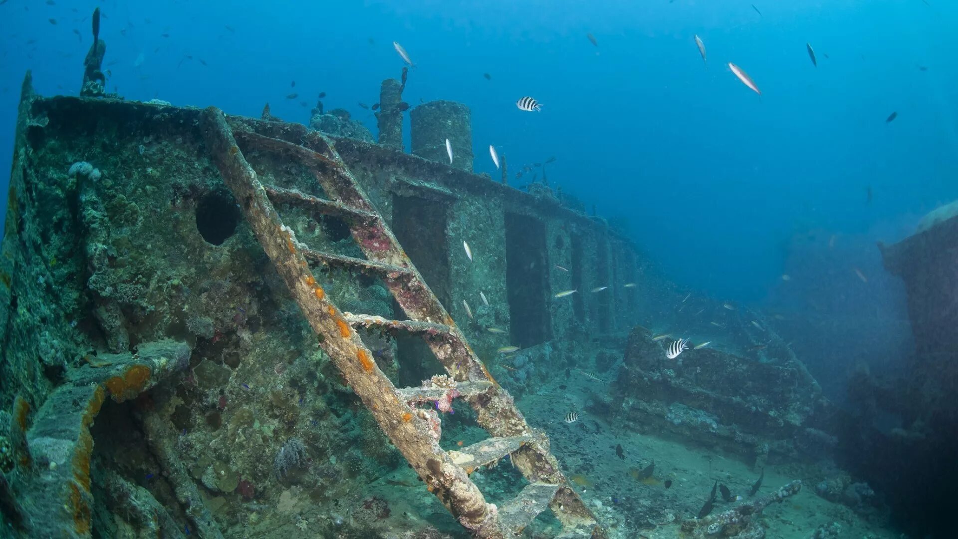 Корабль SS Thistlegorm, красное море. Затонувший корабль в Египте Тистлегорм. SS Thistlegorm затонувший британский корабль. Шарм-Эль-Шейх дайвинг корабль затонувший Тистлегорм. Корабли на дне океана