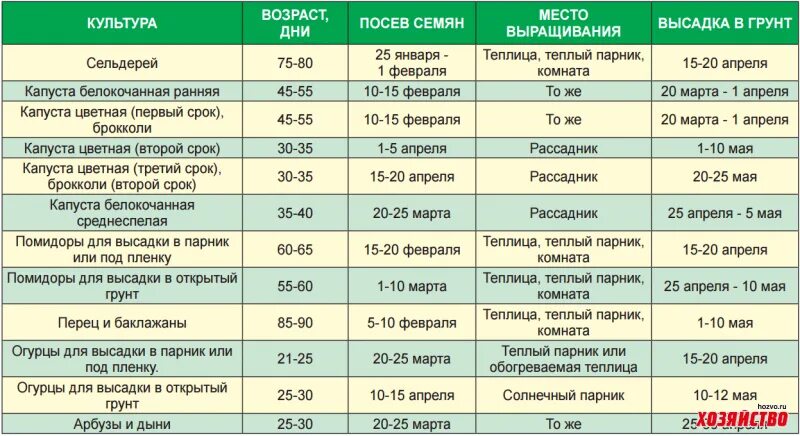 Даты посадки помидоров на рассаду в 2024