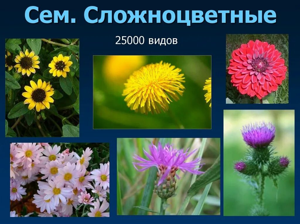 Семейство сложноцветные представители